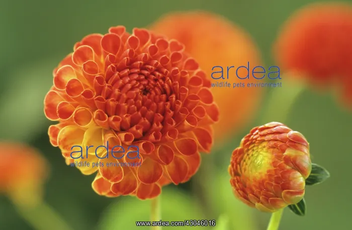 : Dahlia, Dahlia Lissmore Sunset : Dahlia, Dahlia Lissmore Sunset