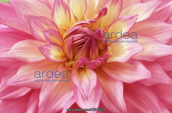 : Dahlia, Dahlia Sir Alf Ramsey : Dahlia, Dahlia Sir Alf Ramsey