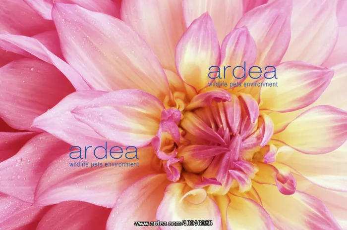 : Dahlia, Dahlia Sir Alf Ramsey : Dahlia, Dahlia Sir Alf Ramsey
