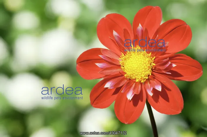 : Dahlia, Dahlia Trelyn Crimson : Dahlia, Dahlia Trelyn Crimson