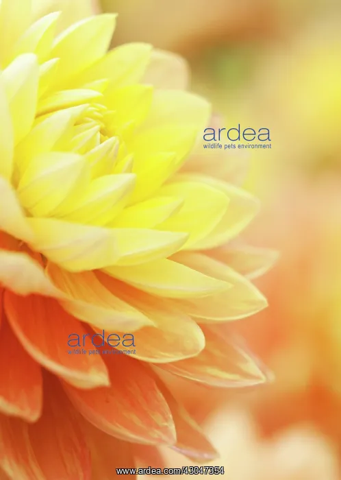 : Dahlia, Dahlia Olivia Mari : Dahlia, Dahlia Olivia Mari