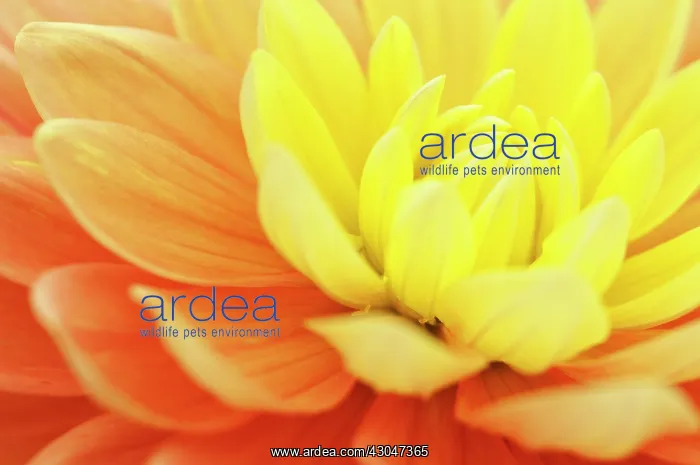 : Dahlia, Dahlia Olivia Mari : Dahlia, Dahlia Olivia Mari