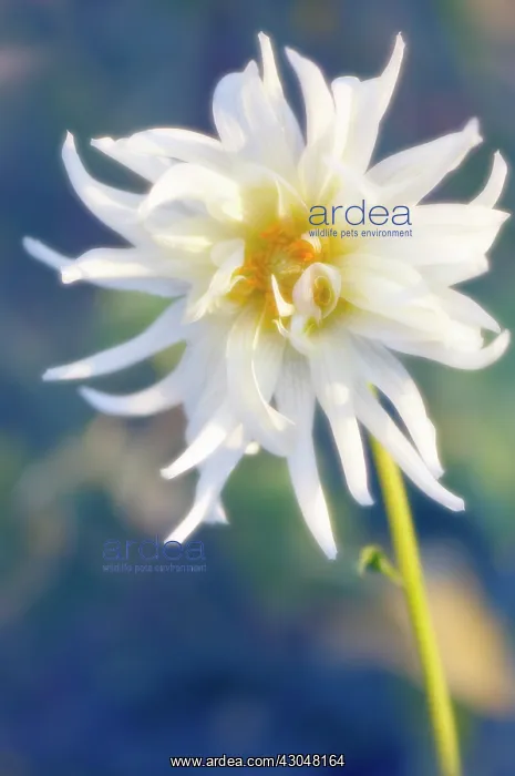 : Dahlia : Dahlia