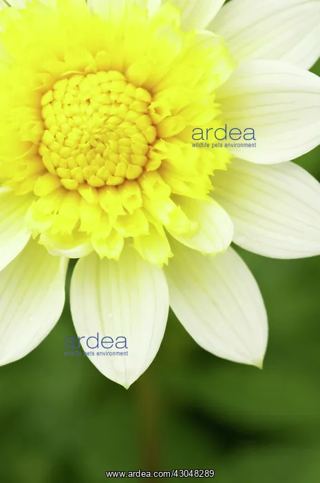 : Dahlia. Dahlia : Dahlia. Dahlia