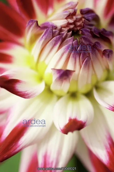 : Dahlia. Dahlia : Dahlia. Dahlia