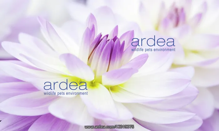 : Dahlia, Dahlia Sandia Melody : Dahlia, Dahlia Sandia Melody