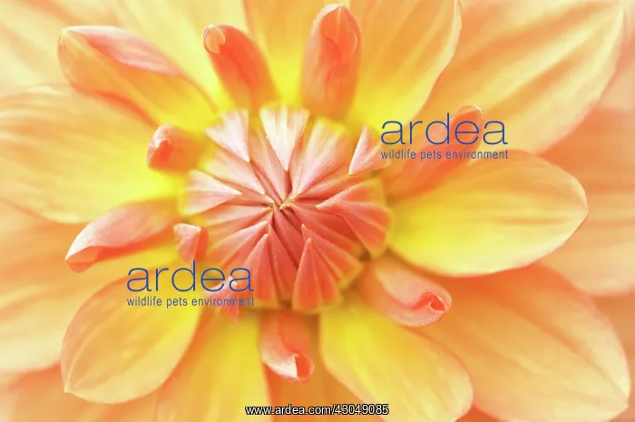 : Dahlia, Dahlia Shep's memory : Dahlia, Dahlia Shep's memory
