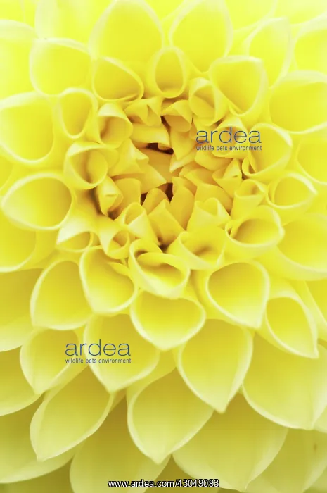 : Dahlia, Dahlia Rossendale Lewis : Dahlia, Dahlia Rossendale Lewis