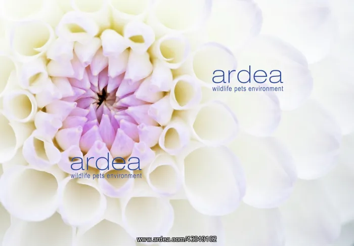 : Dahlia, Dahlia Josie Gott : Dahlia, Dahlia Josie Gott
