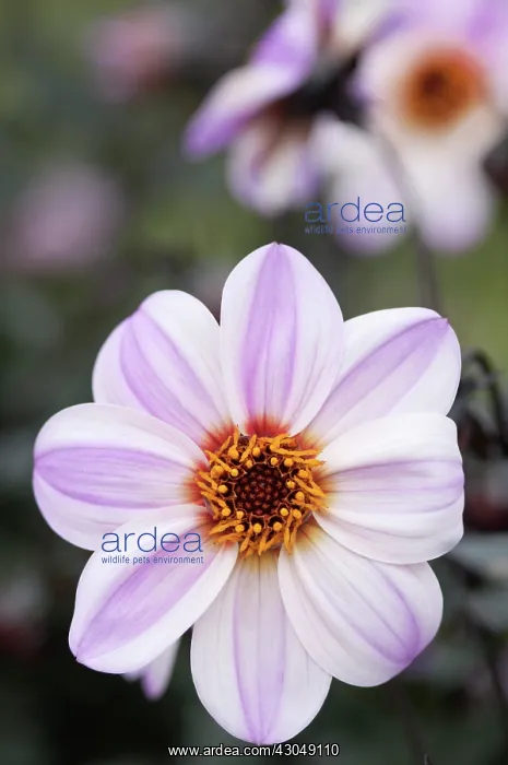 : Dahlia, Dahlia Candy eyes : Dahlia, Dahlia Candy eyes