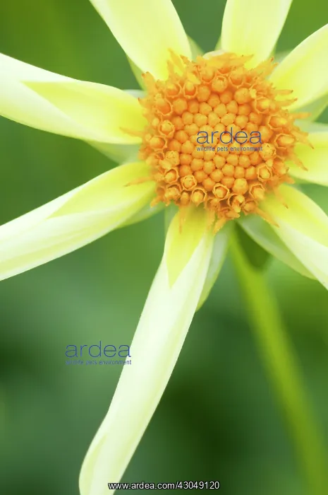: Dahlia, Dahlia Honka : Dahlia, Dahlia Honka