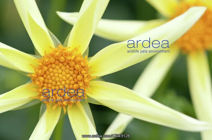 : Dahlia, Dahlia Honka : Dahlia, Dahlia Honka