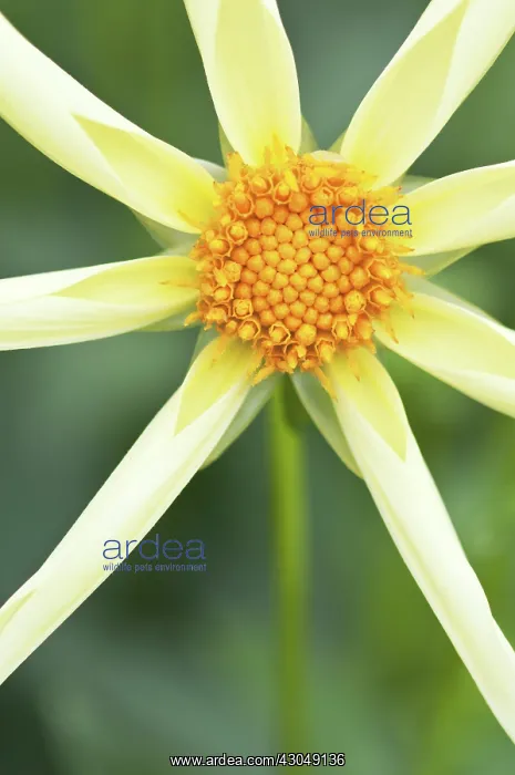 : Dahlia, Dahlia Honka : Dahlia, Dahlia Honka