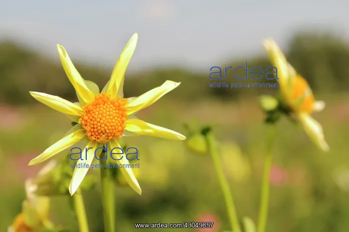 : Dahlia Honka. Single orchid or Star type dahlia with incurved outer florets : Dahlia Honka. Single orchid or Star type dahlia with incurved outer florets