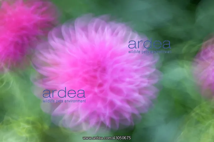 : Dahlia : Dahlia