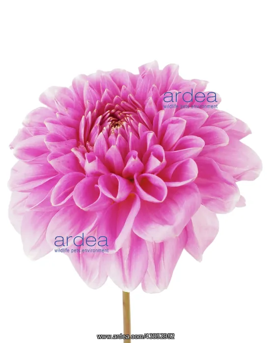 : Dahlia : Dahlia