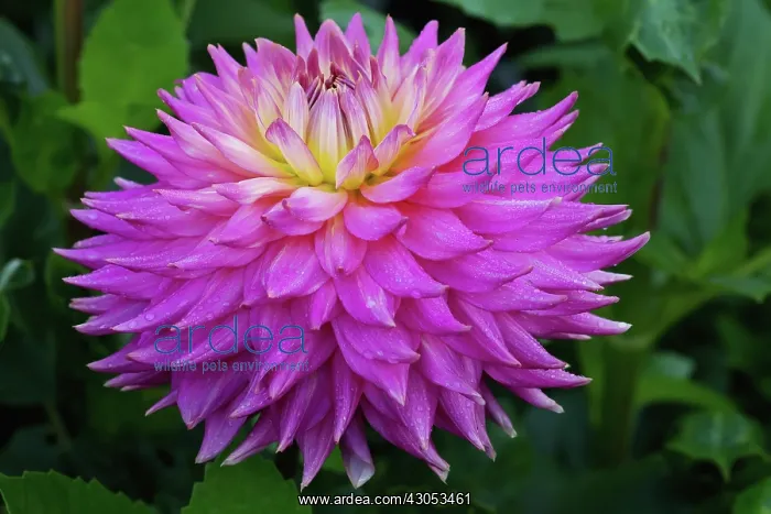 : Dahlia, Dahlia Pink Jupiter : Dahlia, Dahlia Pink Jupiter