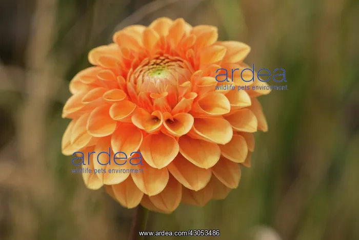  : Dahlia, Dahlia David Howard