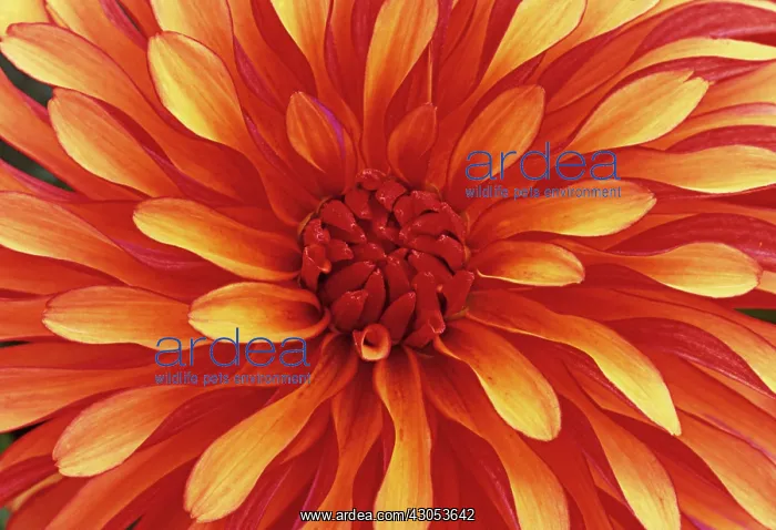 : Dahlia, Dahlia Art Deco : Dahlia, Dahlia Art Deco