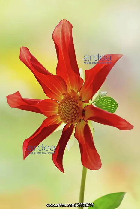 : Dahlia Honka, Single flower with eight, incurved petals surrounding the centre : Dahlia Honka, Single flower with eight, incurved petals surrounding the centre