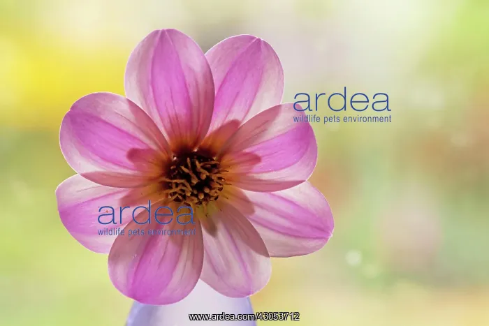 : Dahlia. Single flower of Dahlia Mystic Dreamer : Dahlia. Single flower of Dahlia Mystic Dreamer