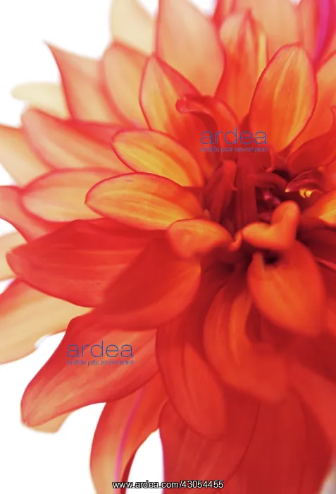 : Dahlia, Dahlia Art Deco : Dahlia, Dahlia Art Deco