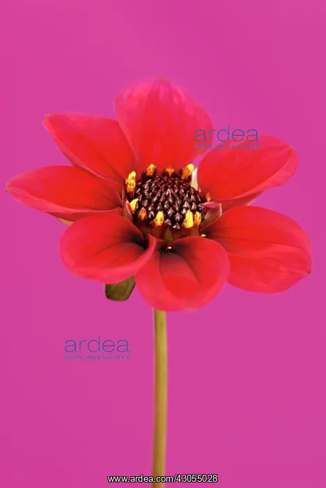  : Dahlia, Dahlia Roxy