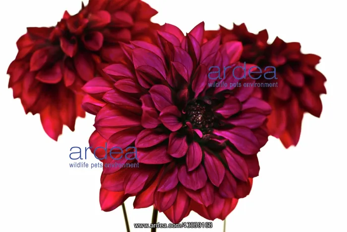 : Dahlia : Dahlia