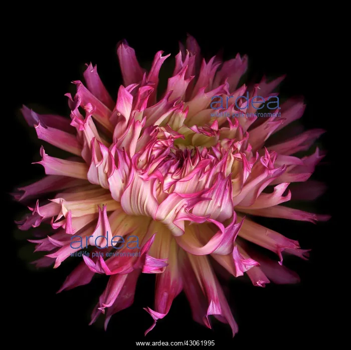 : Dahlia. Dahlia : Dahlia. Dahlia