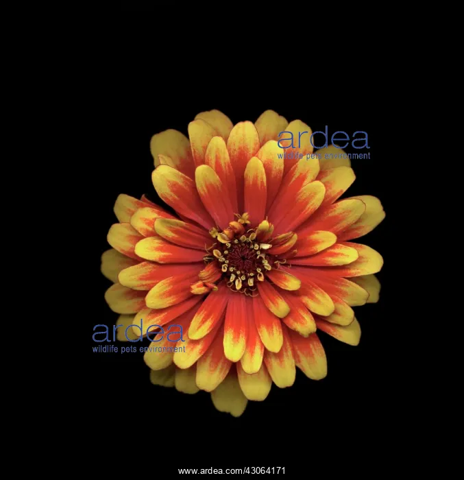  : Dahlia. Dahlia