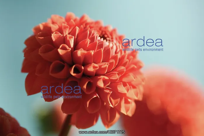 : Dahlia : Dahlia