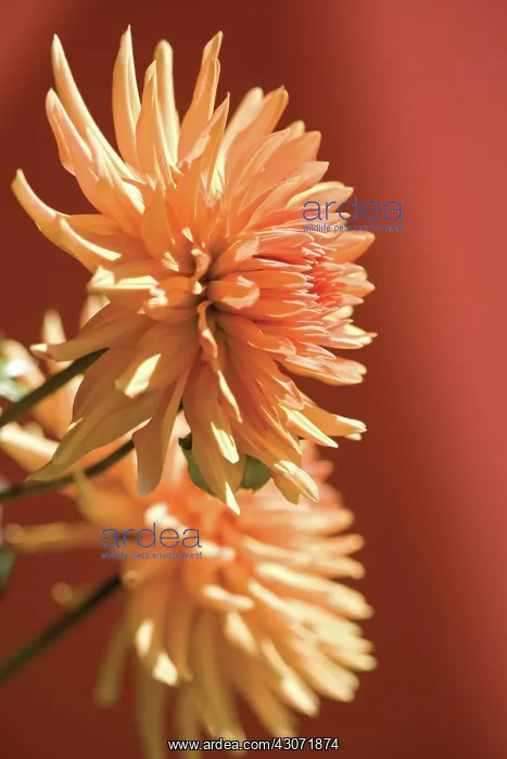 : Dahlia : Dahlia