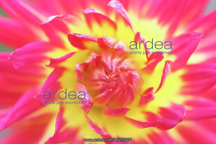 : Dahlia, Dahlia Kenora Sunset : Dahlia, Dahlia Kenora Sunset