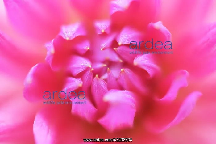 : Dahlia, Dahlia Ruskin Charlotte : Dahlia, Dahlia Ruskin Charlotte