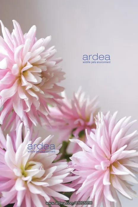 : Dahlia : Dahlia