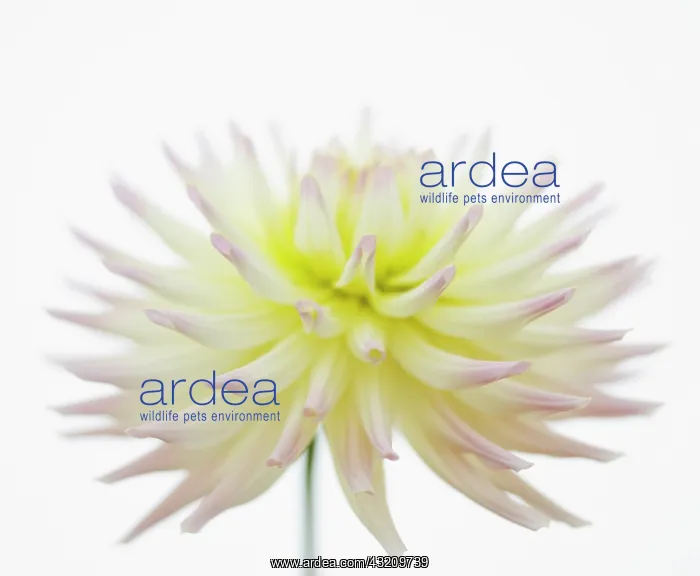: Dahlia : Dahlia
