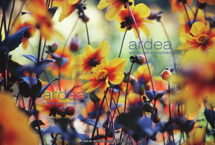 : Dahlia, Dahlia Moonfire : Dahlia, Dahlia Moonfire