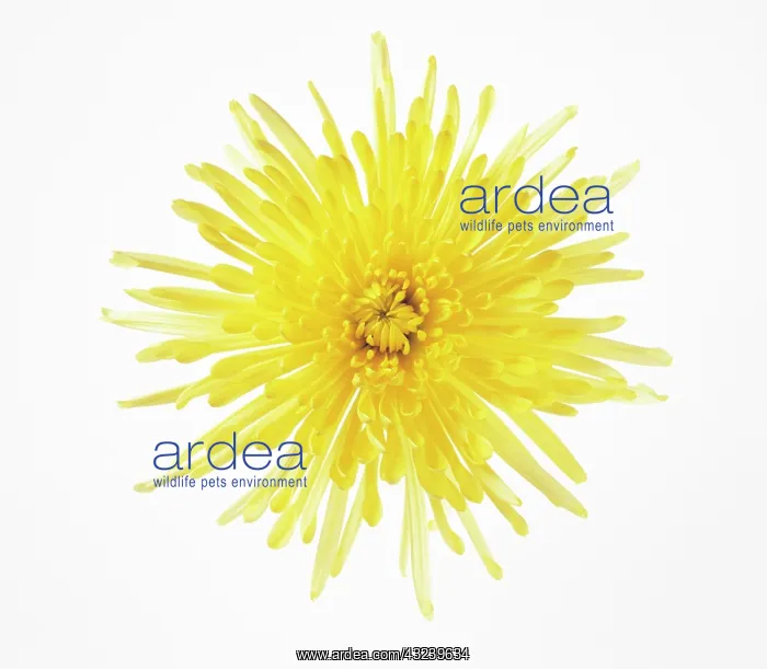 : Dahlia : Dahlia