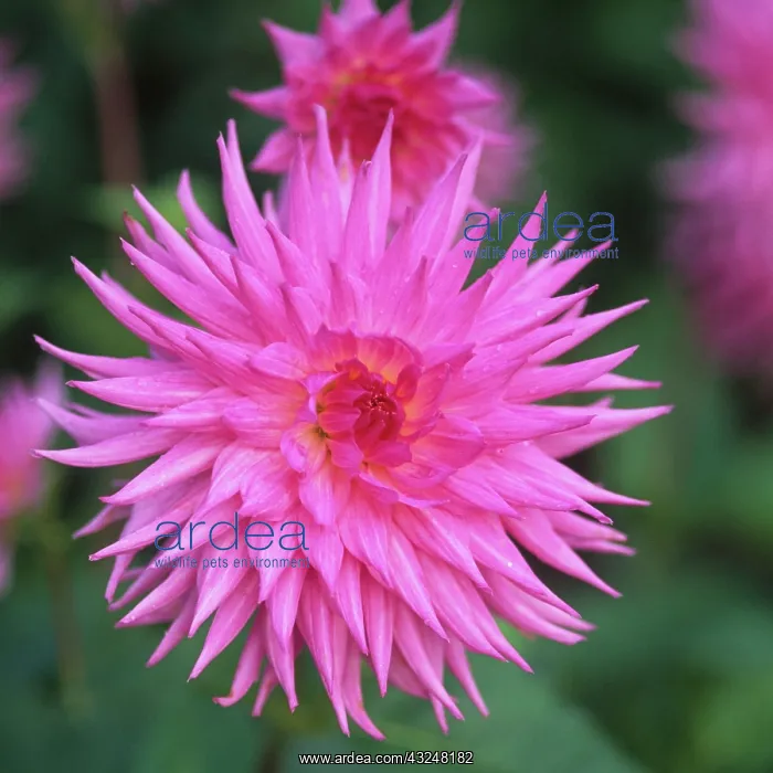 : Dahlia, Dahlia Staleen Condesa : Dahlia, Dahlia Staleen Condesa