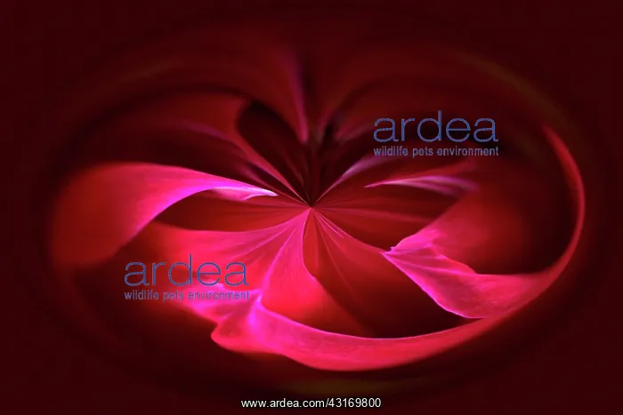 : Dahlia, abstract deep red pattern against black : Dahlia, abstract deep red pattern against black