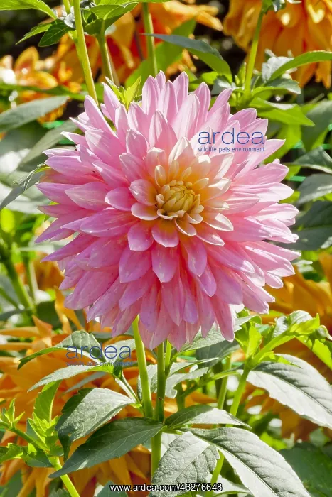 : Dahlia Adelaide Fontane in bloom in a garden : Dahlia Adelaide Fontane in bloom in a garden