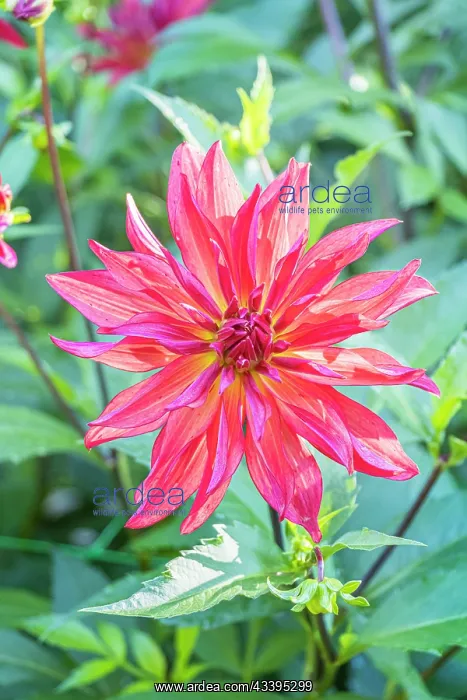 : Dahlia Akihiko, Breeder : Miyabuchi (JAP) 2024, flower : Dahlia Akihiko, Breeder : Miyabuchi (JAP) 2024, flower