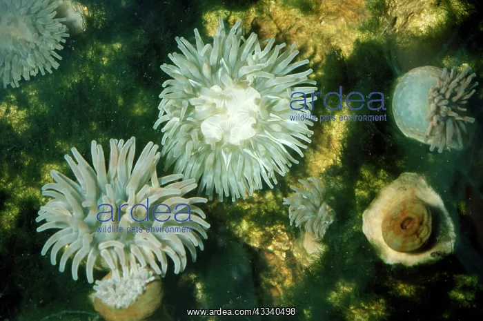 : Dahlia Anemone : Dahlia Anemone
