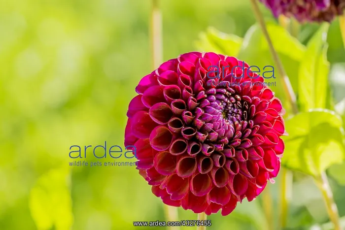 : Dahlia Anka in bloom in a garden : Dahlia Anka in bloom in a garden