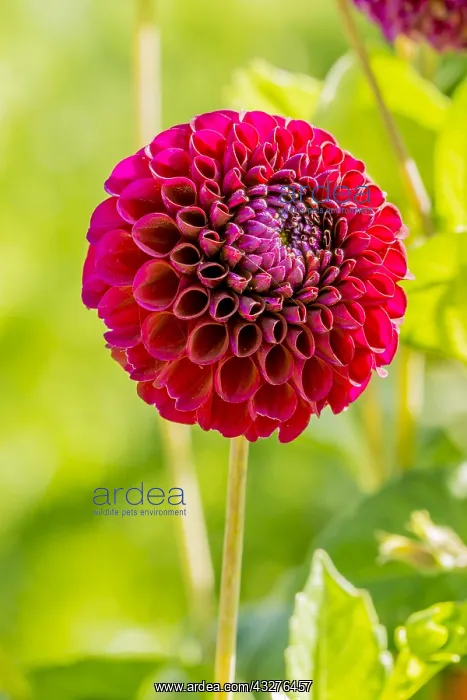 : Dahlia Anka in bloom in a garden : Dahlia Anka in bloom in a garden