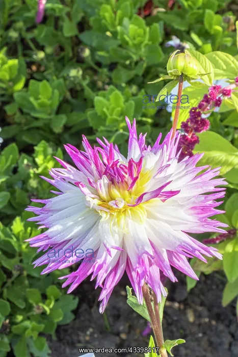 : Dahlia Anna Marie, flower : Dahlia Anna Marie, flower