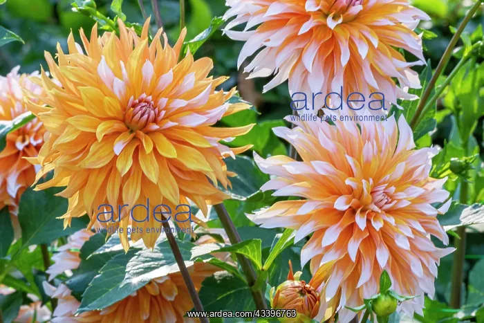 : Dahlia Apelsini Sniega, flowers : Dahlia Apelsini Sniega, flowers