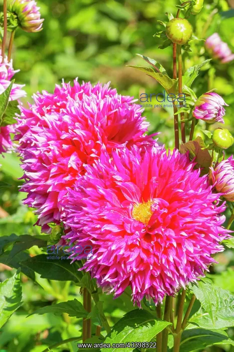 : Dahlia Aquitania, flowers : Dahlia Aquitania, flowers