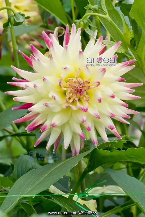 : Dahlia Aviator in bloom in a garden : Dahlia Aviator in bloom in a garden
