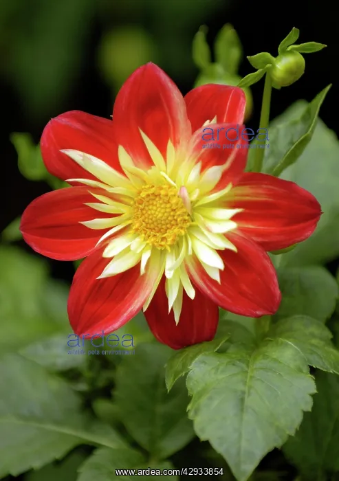 : Dahlia - Babylon : Dahlia - Babylon